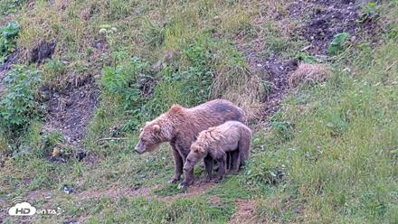 Kodiak Alaska Brown Bears Live Webcam - Aug 6, 2026, 10:49am AKDT