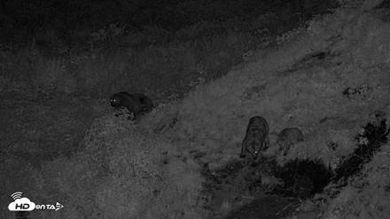 Kodiak Alaska Brown Bears Live Webcam - Aug 2, 2026, 11:50pm AKDT