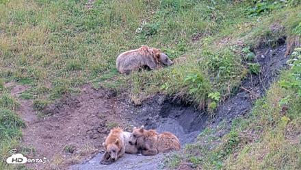 Kodiak Alaska Brown Bears Live Webcam - Aug 3, 2026, 2:29pm AKDT