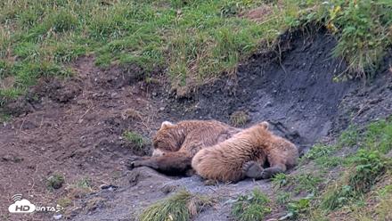 Kodiak Alaska Brown Bears Live Webcam - Aug 10, 2026, 7:49pm AKDT