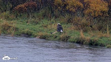 Kodiak Alaska Brown Bears Live Webcam - Oct 5, 2026, 11:56am AKDT