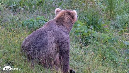 Kodiak Alaska Brown Bears Live Webcam - Jul 22, 2026, 4:22pm AKDT