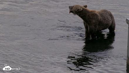 Kodiak Alaska Brown Bears Live Webcam - Aug 20, 2026, 7:53pm AKDT