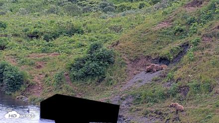 Kodiak Alaska Brown Bears Live Webcam - Aug 1, 2026, 7:43pm AKDT