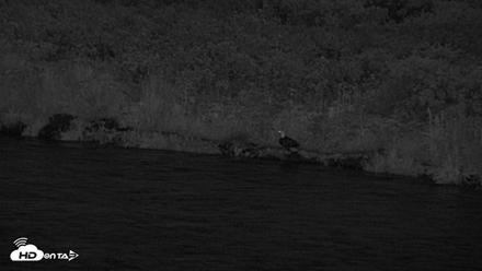Kodiak Alaska Brown Bears Live Webcam - Jul 29, 2026, 11:51pm AKDT