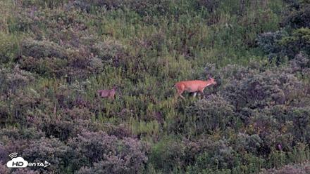 Kodiak Alaska Brown Bears Live Webcam - Aug 26, 2026, 9:22pm AKDT