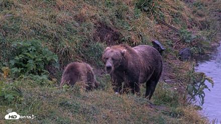 Kodiak Alaska Brown Bears Live Webcam - Aug 16, 2026, 7:08am AKDT