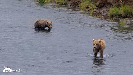 Kodiak Alaska Brown Bears Live Webcam - Aug 10, 2026, 11:58am AKDT