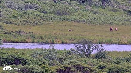Kodiak Alaska Brown Bears Live Webcam - Jul 20, 2026, 5:19pm AKDT