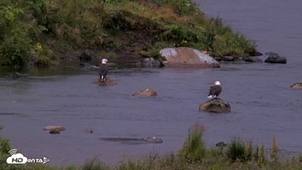 Kodiak Alaska Brown Bears Live Webcam - Aug 16, 2026, 7:28am AKDT