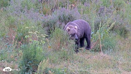 Kodiak Alaska Brown Bears Live Webcam - Aug 6, 2026, 11:35am AKDT