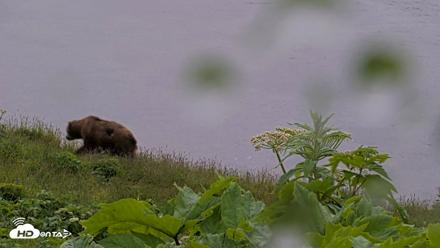Kodiak Alaska Brown Bears Live Webcam - Jul 21, 2026, 6:32pm AKDT