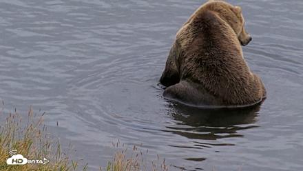 Kodiak Alaska Brown Bears Live Webcam - Aug 20, 2026, 8:26pm AKDT