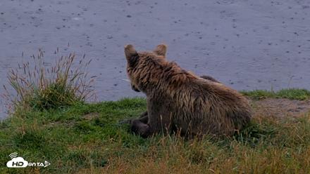 Kodiak Alaska Brown Bears Live Webcam - Aug 14, 2026, 9:55am AKDT