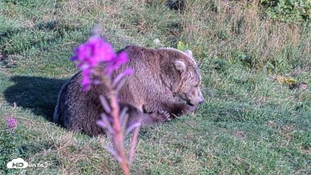 Kodiak Alaska Brown Bears Live Webcam - Aug 23, 2026, 6:31pm AKDT
