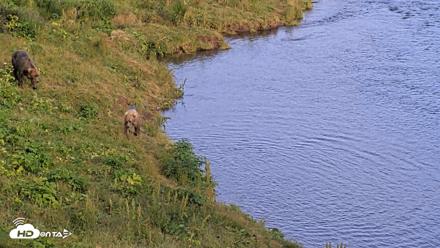 Kodiak Alaska Brown Bears Live Webcam - Aug 11, 2026, 8:06pm AKDT