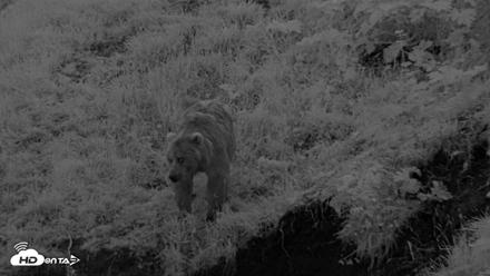 Kodiak Alaska Brown Bears Live Webcam - Aug 6, 2026, 10:49pm AKDT