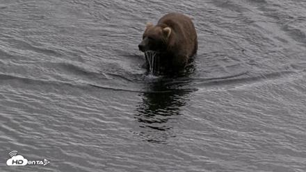 Kodiak Alaska Brown Bears Live Webcam - Aug 20, 2026, 5:42pm AKDT