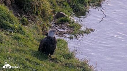 Kodiak Alaska Brown Bears Live Webcam - Oct 8, 2026, 12:58pm AKDT