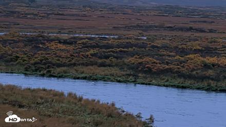 Kodiak Alaska Brown Bears Live Webcam - Oct 5, 2026, 8:16am AKDT