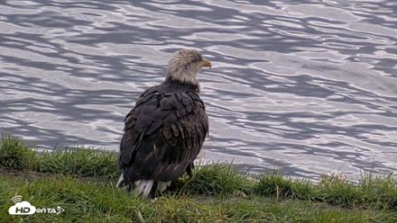 Kodiak Alaska Brown Bears Live Webcam - Oct 8, 2026, 1:29pm AKDT