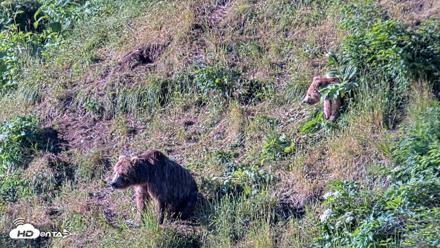 Kodiak Alaska Brown Bears Live Webcam - Jul 30, 2026, 9:13am AKDT