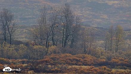 Kodiak Alaska Brown Bears Live Webcam - Oct 16, 2026, 2:34pm AKDT