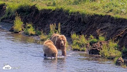 Kodiak Alaska Brown Bears Live Webcam - Aug 8, 2026, 3:46pm AKDT