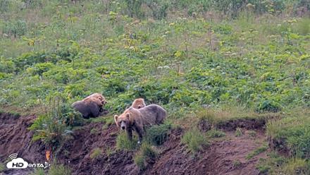 Kodiak Alaska Brown Bears Live Webcam - Aug 9, 2026, 12:09pm AKDT