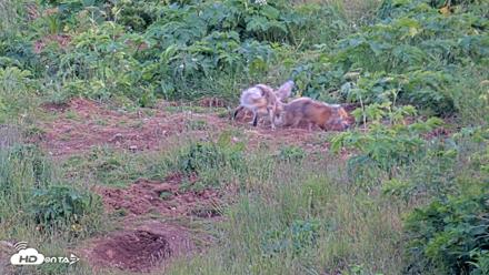 Kodiak Alaska Brown Bears Live Webcam - Jul 29, 2026, 9:58pm AKDT