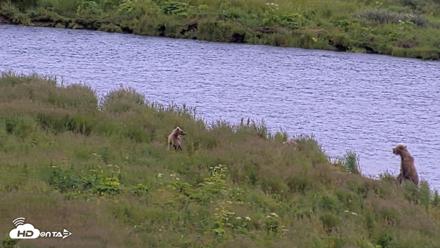 Kodiak Alaska Brown Bears Live Webcam - Aug 6, 2026, 6:12pm AKDT