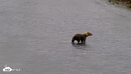 Kodiak Alaska Brown Bears Live Webcam - Aug 15, 2026, 2:32pm AKDT