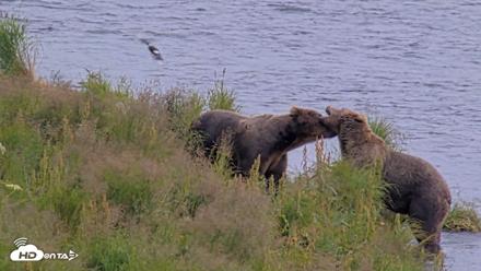 Kodiak Alaska Brown Bears Live Webcam - Aug 9, 2026, 4:29pm AKDT
