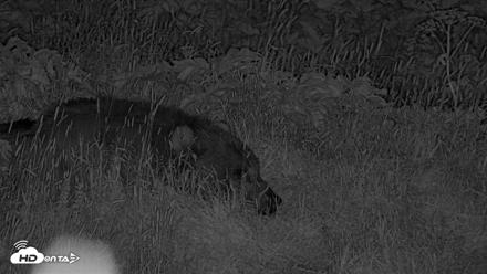 Kodiak Alaska Brown Bears Live Webcam - Aug 1, 2026, 1:04am AKDT