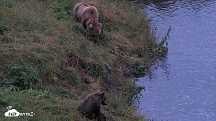Kodiak Alaska Brown Bears Live Webcam - Aug 11, 2026, 6:24am AKDT