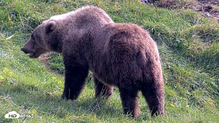 Kodiak Alaska Brown Bears Live Webcam - Oct 7, 2026, 1:00pm AKDT