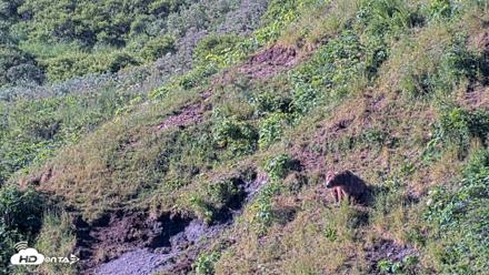 Kodiak Alaska Brown Bears Live Webcam - Jul 30, 2026, 9:15am AKDT