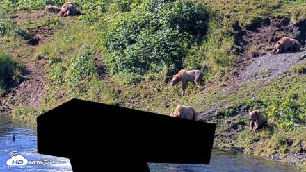 Kodiak Alaska Brown Bears Live Webcam - Jul 29, 2026, 10:14am AKDT