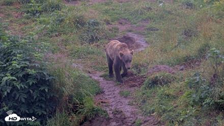 Kodiak Alaska Brown Bears Live Webcam - Aug 14, 2026, 10:37am AKDT