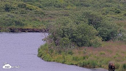 Kodiak Alaska Brown Bears Live Webcam - Aug 10, 2026, 10:57am AKDT