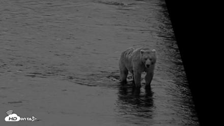 Kodiak Alaska Brown Bears Live Webcam - Aug 13, 2026, 6:28am AKDT