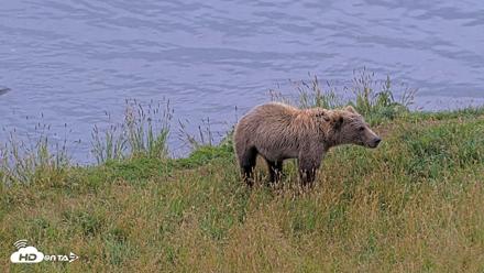 Kodiak Alaska Brown Bears Live Webcam - Aug 10, 2026, 6:22pm AKDT