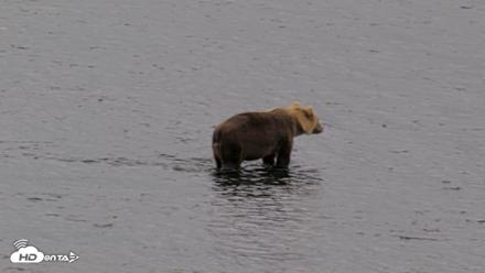 Kodiak Alaska Brown Bears Live Webcam - Aug 19, 2026, 4:29pm AKDT