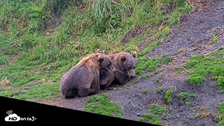 Kodiak Alaska Brown Bears Live Webcam - Aug 12, 2026, 5:35pm AKDT