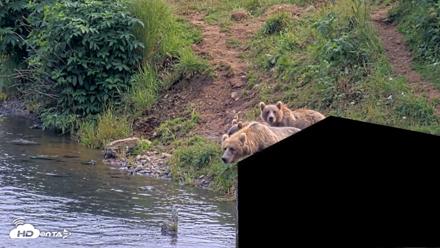 Kodiak Alaska Brown Bears Live Webcam - Aug 9, 2026, 3:58pm AKDT