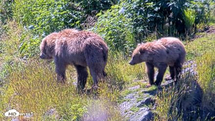 Kodiak Alaska Brown Bears Live Webcam - Jul 26, 2026, 12:36pm AKDT
