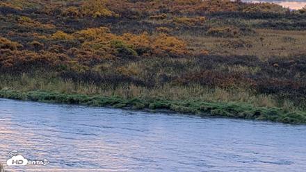 Kodiak Alaska Brown Bears Live Webcam - Oct 8, 2026, 8:50am AKDT