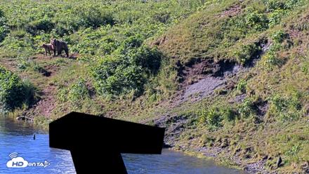 Kodiak Alaska Brown Bears Live Webcam - Jul 30, 2026, 10:19am AKDT