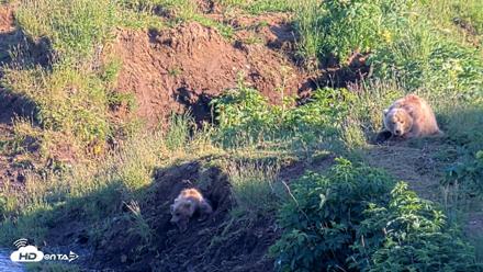 Kodiak Alaska Brown Bears Live Webcam - Jul 31, 2026, 7:18pm AKDT