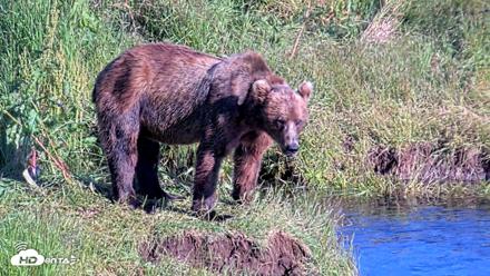Kodiak Alaska Brown Bears Live Webcam - Jul 29, 2026, 6:48pm AKDT